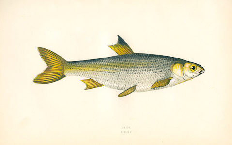 Dace