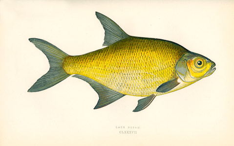 Lake bream