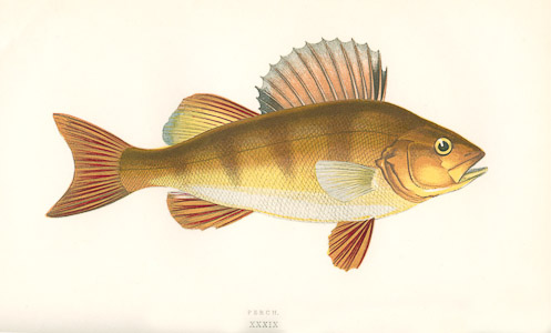 Perch