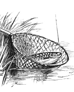 Roach