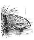 Roach